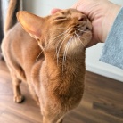 クネクネ甘えん坊ひめちゃん