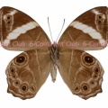 ヒメシロオビヒカゲ♀ (タイ) Lethe confusa confusa