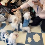 WanWan net🐾ボランティアチーム