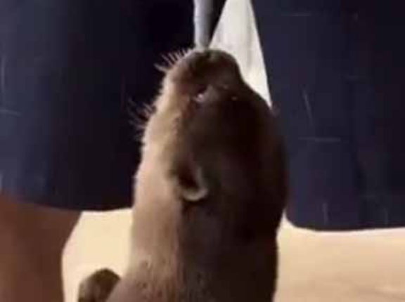 【これは可愛いデスロール】 パパの服をカワウソが咥えていた。くるくるくる♪ → ぶら下がってこうします…