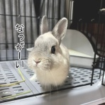 ブンチョ日誌