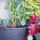 長年憧れていたあの植物が我が家に！！