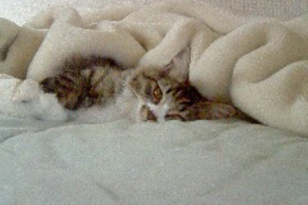 岡田かおり公式ブログ 日記