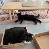 【ポチクロ猫日記】ツンデレ悪役先住と腹黒クロたん【トライアル３２日目】