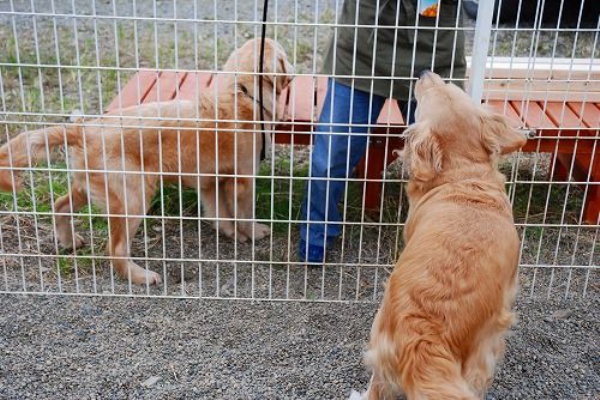 ジョリーとジョリーのママ犬とおじさん犬 Willieといっしょ