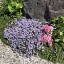 古民家カフェ ひとつの木（福岡県朝倉市）・3