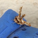 オカモトトゲエダシャク/ Apochima juglansiaria