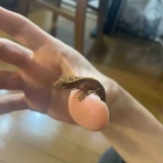 クレステッドゲッコー&ヤモリーズ&トカゲーズ