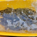 今週のお魚