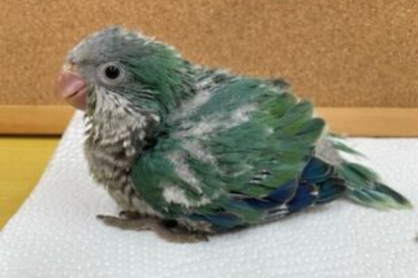 モンク ファーム オキナインコ里親募集