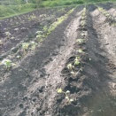 雨が降ったので補植作業