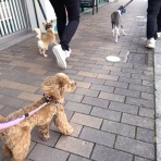 犬の幼稚園　アットホームblog