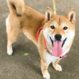 『【犬】ラッキーくん（柴犬）トライアル決定』の画像