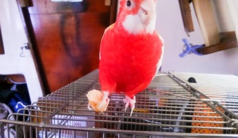 海賊王に憧れてインコと一緒にヨットで日本一周してる冒険家だけど【九州前編】