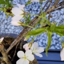 20代で自宅を買う若者の未来