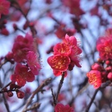 『越谷梅林公園』の画像