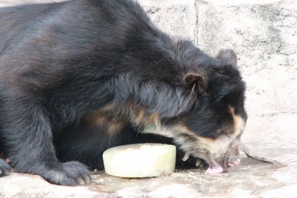 天王寺動物園スタッフブログ メガネグマ