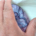 NPO犬猫みなしご救援隊・代表ブログ・みなしご庵へようこそ