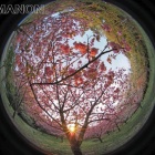 『投稿：LAOWA4mmF2.8MFTによる福島の春　2021/04/30』の画像