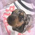 クリクリお目目のダックスフンドくん