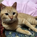 2026年4月26日譲渡会のお知らせ