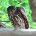 2025天然記念物大銀杏でアオバズクを撮る🦉XV（足利市鑁阿寺）