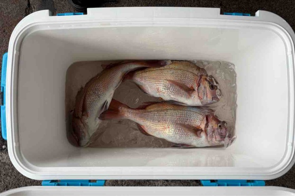 BRIEFING - しんちゃんまる BRIEFING - しんちゃんまる ぽちゃまるコレクション しんのすけ