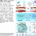 [20260811更新] Cas9のコンフォメーション変化を駆動：ATP共積載小胞（BEV-L）によるエネルギーアシストCRISPRゲノム編集