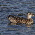 2025年8月29日の野鳥公園