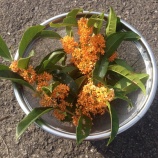 『【松ケ崎】金木犀の花―西湖を思い浮かべて』の画像