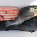 濱田渡船 愛媛県宇和島市 御五神