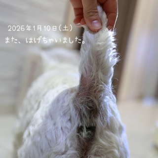 たかシェフのおうちごはん。と、白い犬。と、チワワ。