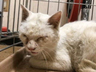 猫型珍獣、驚きの体重推移　20260423