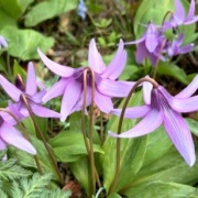 北海道の広大な公園のエゾエンゴサクの花畑