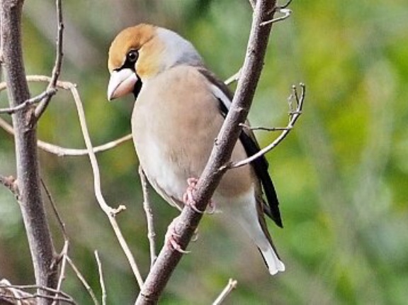2026年2月20日の野鳥公園