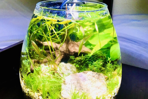 たみやの在宅ボトルアクアリウム 22年01月