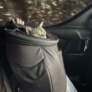 ぱずたん、心臓の専門医で心臓エコーを受ける。