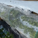 結球・花蕾の野菜、定植2週間のようすと追肥