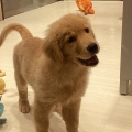 ワンラブミナーラ奈良店🐶🐾