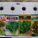 サラダプラント