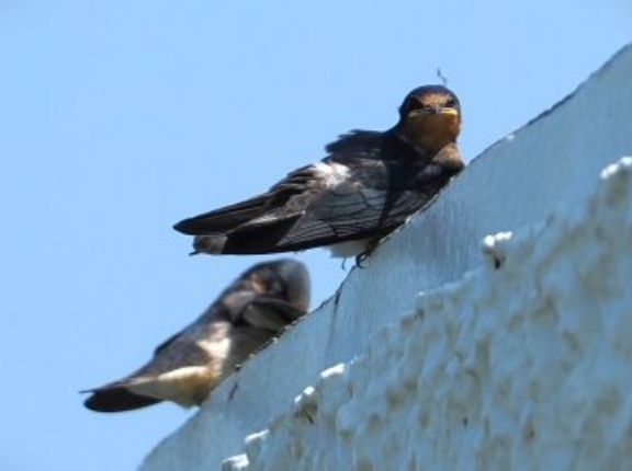 2025年7月24日の野鳥公園
