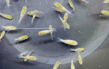 『金魚•メダカ入舎情報』の画像