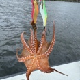 今年の東京湾・エギタコ釣りの傾向は