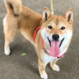 『【犬】ラッキーくん トライアル決定（3回目）』の画像