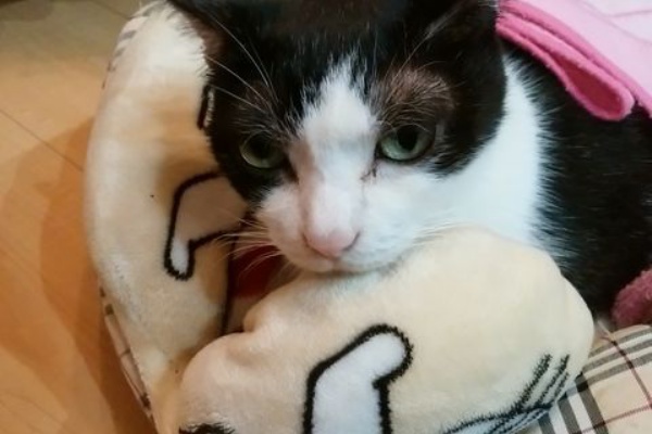 ねこ 猫 ネコ好きは とまらニャィッ♪ - 肥大型心筋症