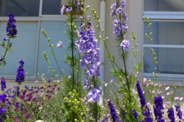花好きおばあさんの 園芸ボランティア日記 ビスカリア