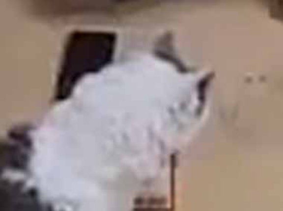 【予想外すぎる】 男が食事をとろうとしていた。そこに猫がやってくる → カウントダウンが始まった…