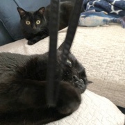 我が家の猫たちと母