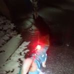 柴わんこと暮らす日々