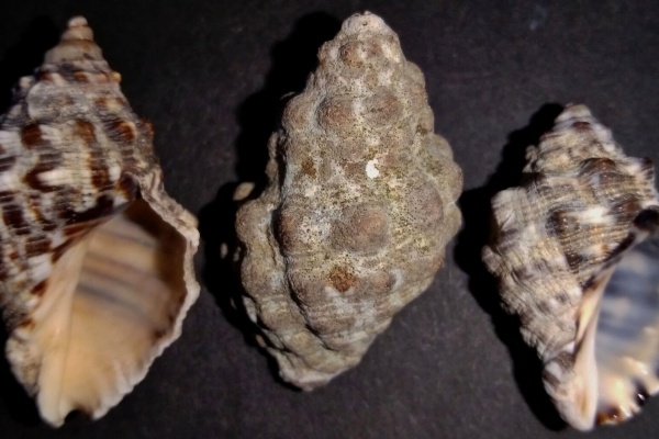 玄界灘、響灘の打ち上げ貝保管庫 - 巻貝